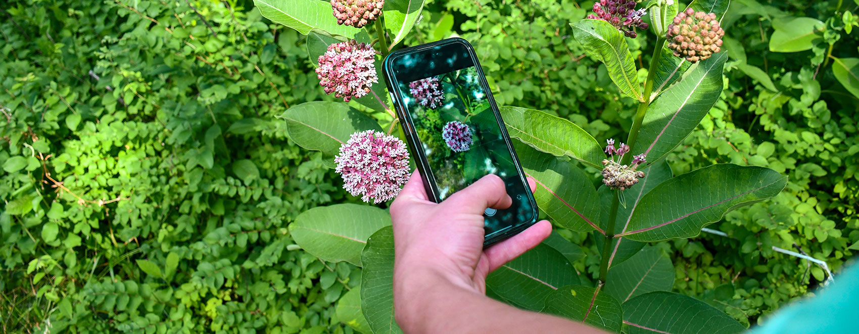 Apps to identify plants 